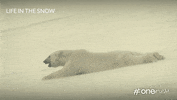 bbc fun bbc slide polar bear GIF