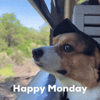 Dog Corgi GIF
