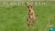 planet earth 2 baby GIF by BBC Earth