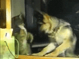 Rudyamon giphyupload cat dog animal GIF