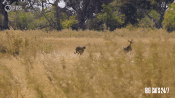 Season 2 Cheetah GIF by PBS