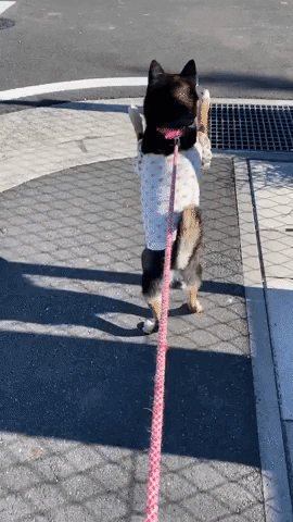 cuteanimalland giphyupload GIF