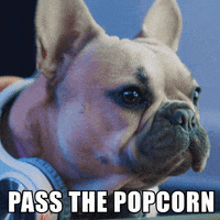 Watching French Bulldog GIF by Virgin Trains