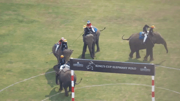 PETA Video Shows Elephants Beaten With Bullhooks at Thai Polo Tournament