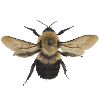 Vintage Bee Sticker