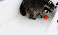 raccoon GIF