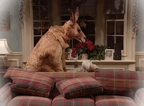 christmas kangaroo GIF by Saturday Night Live