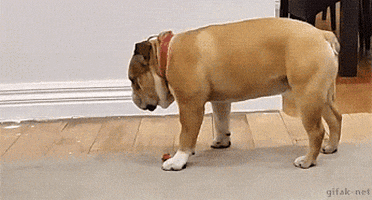Video gif. A Bulldog stands, wobbling a bit, and then all at once falling face first like it had fallen asleep. The dog quickly picks itself off the floor and stands back up like nothing had happened. 