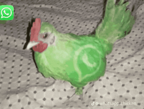 Chicken Pfp GIF