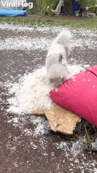 Doggy Having a Blast Destroying Her Blanket