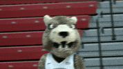 LafayetteLeopards clapping leopard lafayette leopards GIF