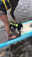 Paddle-Boarding Pooch Tries to Swim in Mid-Air