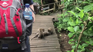 Cheeky Monkey Leaps on Unsuspecting Tourist in Indonesia
