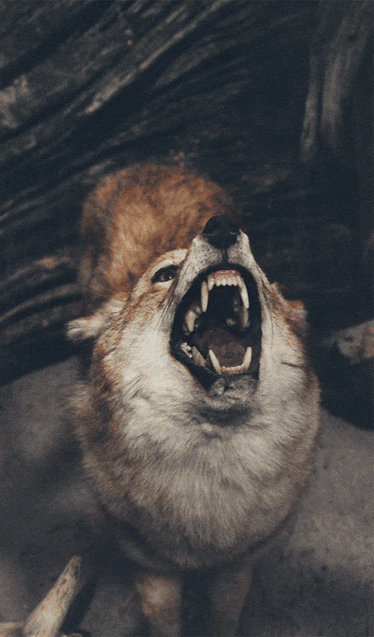 dog wolf GIF