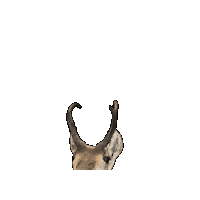 Antelope Bogey Sticker by CCC Golf