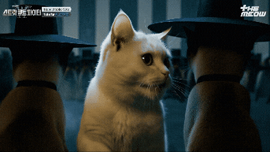 틴더스 GIF