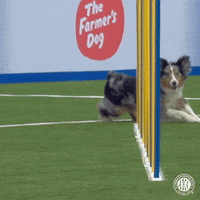 Espn Dog GIF by American Kennel Club