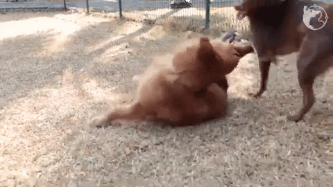 woofwaggers giphygifmaker bite golden retriever goldie GIF