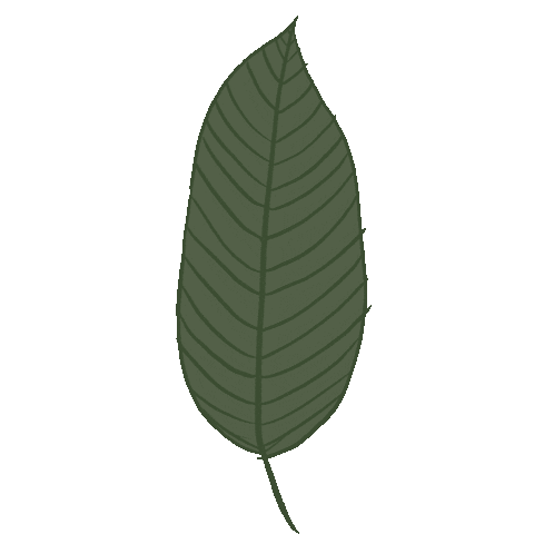 Plantas Hojas Sticker by Quimeracaminar
