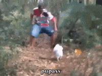 Brazil Paqueta GIF