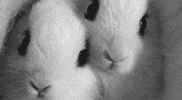 Rabbit Noses GIF