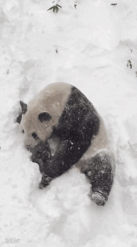 National Zoo Snow GIF by Mic