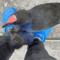 Bird Sprite GIF