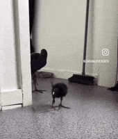 Sprite Bumblebee GIF