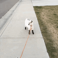 GIF by Random Goat