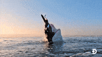 Thando's Second Breach