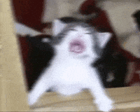 Cat GIF