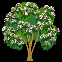 cynthiabauzonarre flower flowers tree philippines GIF