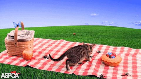 Cat Surprise GIF by ASPCA