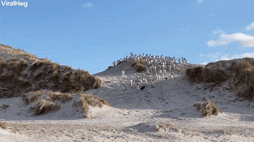 Penguin Rookery Quickly Runs Away