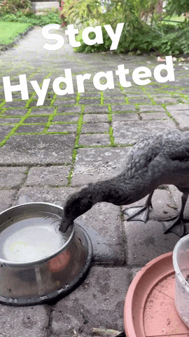 Water Stay Hydrated GIF