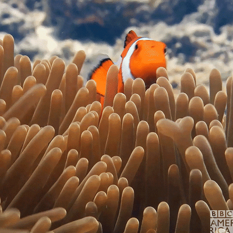 Finding Nemo Mood GIF by BBC America