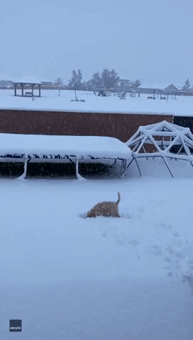 Excited Puppy Enjoys First Snowfall in Cedar City, Utah