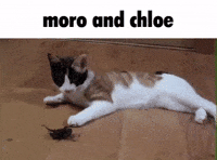 Cat Chris GIF