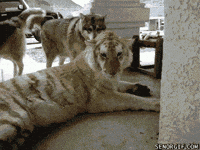 dogs tiger GIF