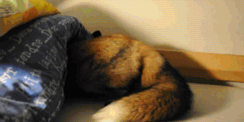 fox GIF