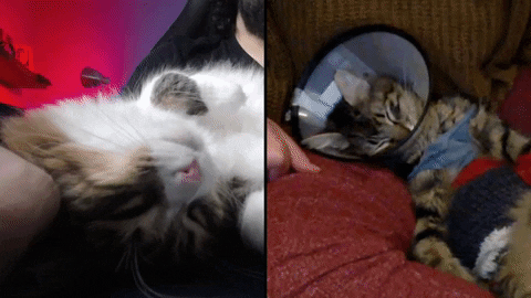 kafeinsiz2 giphyupload cat kafeinsiz kafeinsinema GIF