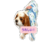 Cavalierkingcharlesspaniel Sticker