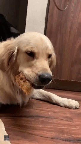 Doggo Holds Onto His First-Ever Slice of Pizza at Oregon Home