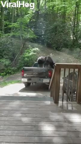 Bears Try and Break Into Locked Truck