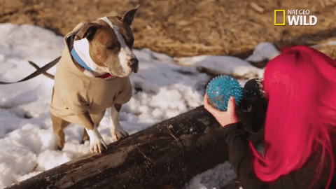 pupparazzi doggie winter wonderland GIF by Nat Geo Wild