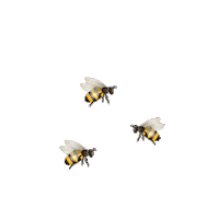 Women Empowerment Sunshine Sticker by Candere by Kalyan Jewellers