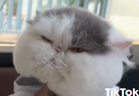wake up cat GIF by TikTok