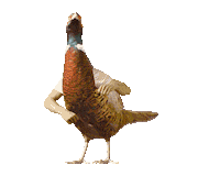 Swipeup Chicken Sticker by Zlatý Bažant