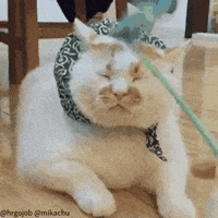 High Five Cute Cat GIF