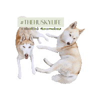 Siberian Husky Dog Sticker by rebirthcoaching